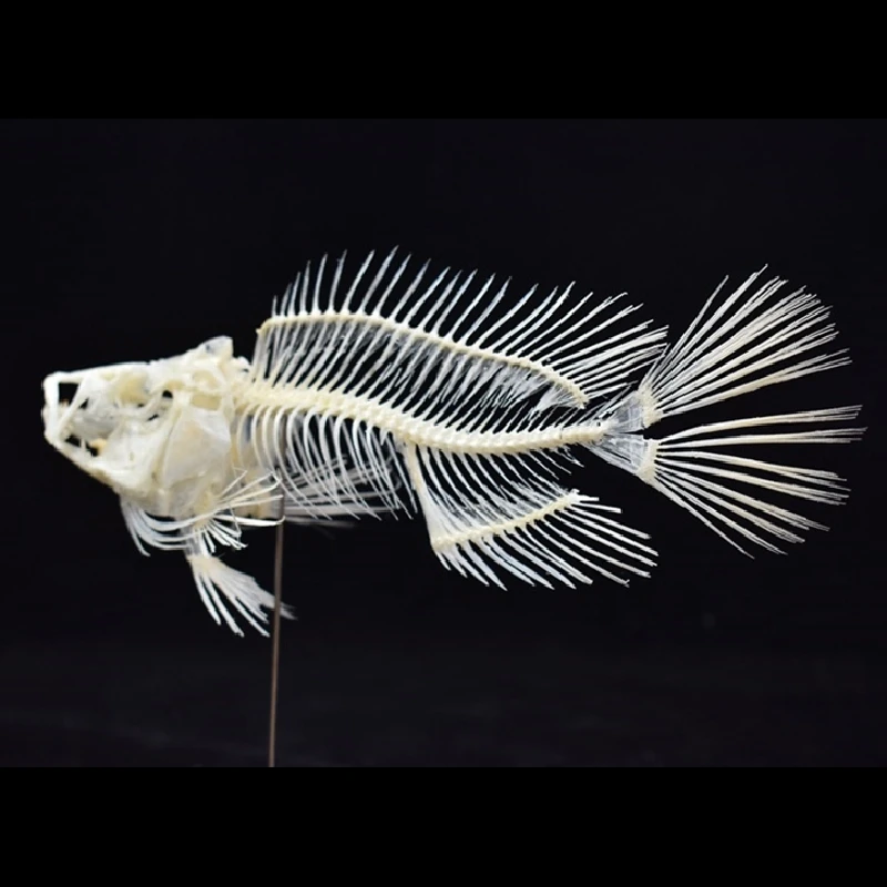 Art And Craft Science - 2043 Butik Mersin Balığı İskeleti Modeli
