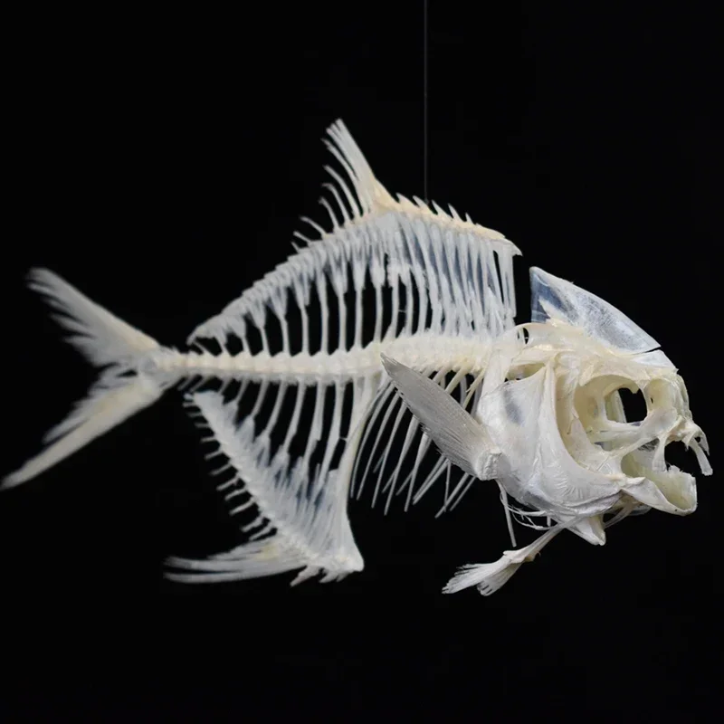 Art And Craft Science - 2021 Altın Pomfret Balık İskeleti Reçine
