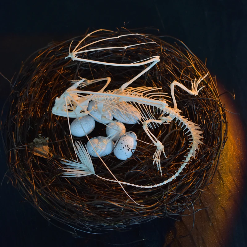 Art And Craft Science - 2125 Dişsiz Ejderha İskeleti Replikası Fantazi