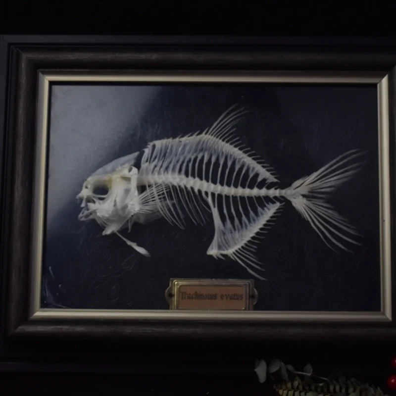 2021 Altın Pomfret Balık İskel - Art And Craft Science incelemesi ve fiyatı