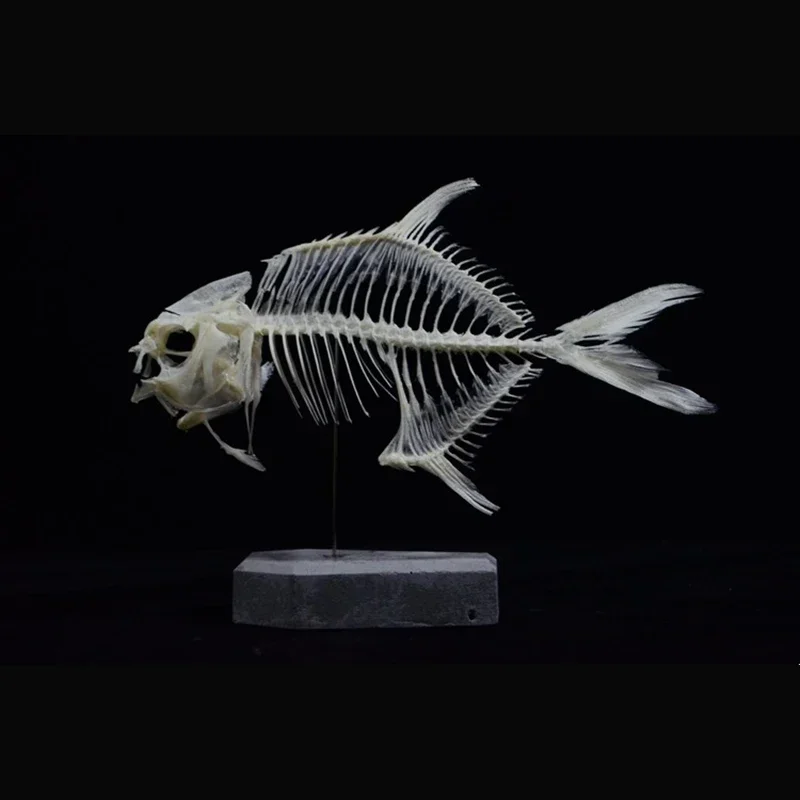 2021 Altın Pomfret Balık İskel - Art And Craft Science incelemesi ve fiyatı