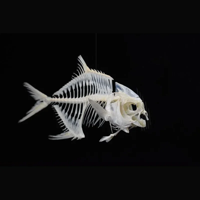 2021 Altın Pomfret Balık İskel - Art And Craft Science incelemesi ve fiyatı