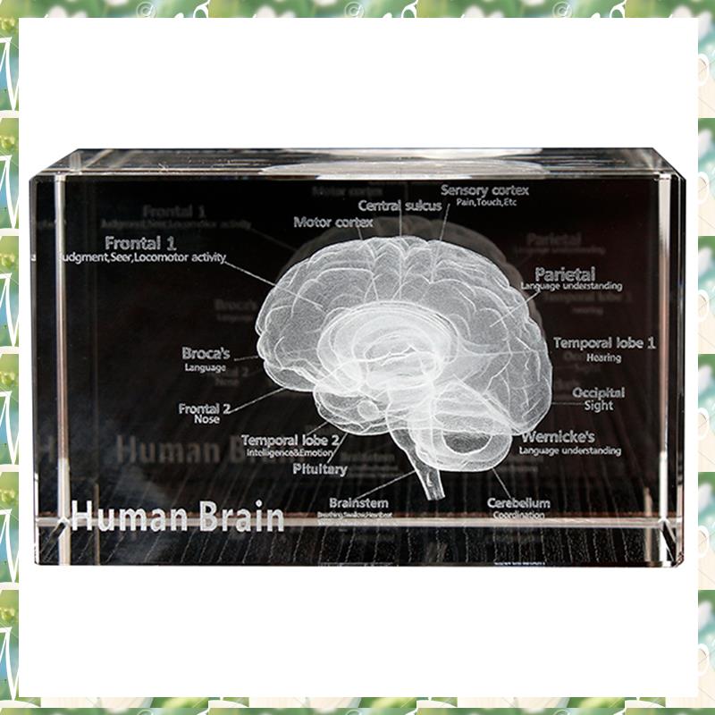 FIZP Kristal 3D Beyin Anatomik - Art And Craft Science incelemesi ve fiyatı