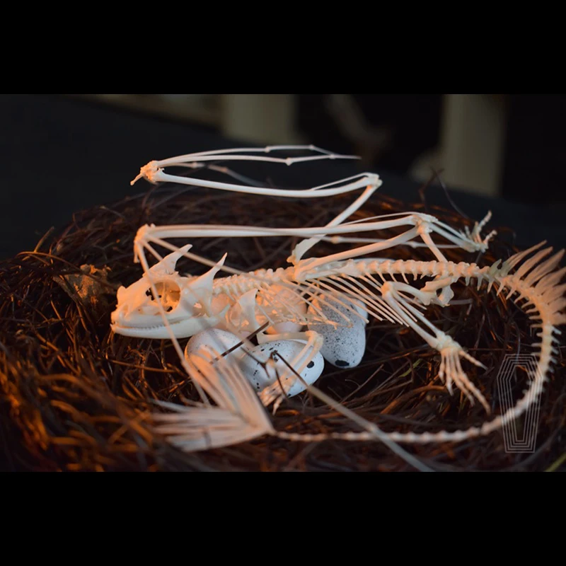 2125 Dişsiz Ejderha İskeleti R - Art And Craft Science incelemesi ve fiyatı